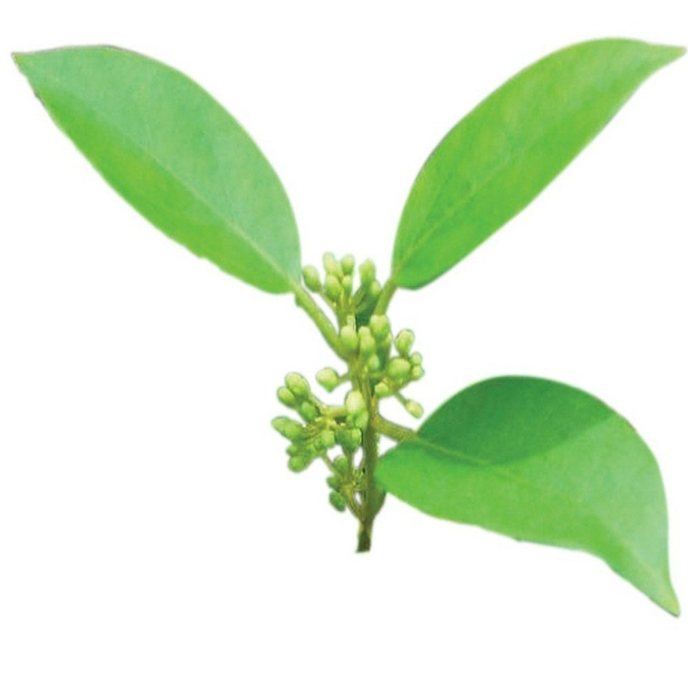 Green Gymnema Sylvestre Extract, Leaves