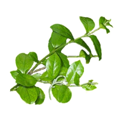 Gymnema Sylvestre - Gurmar