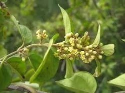 Gymnema Sylvestre Extract ( Gurmar )