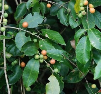 Salacia Oblonga Extract, Packaging Size: 10 To 25 Kg, Packaging Type: Hdpe Drum