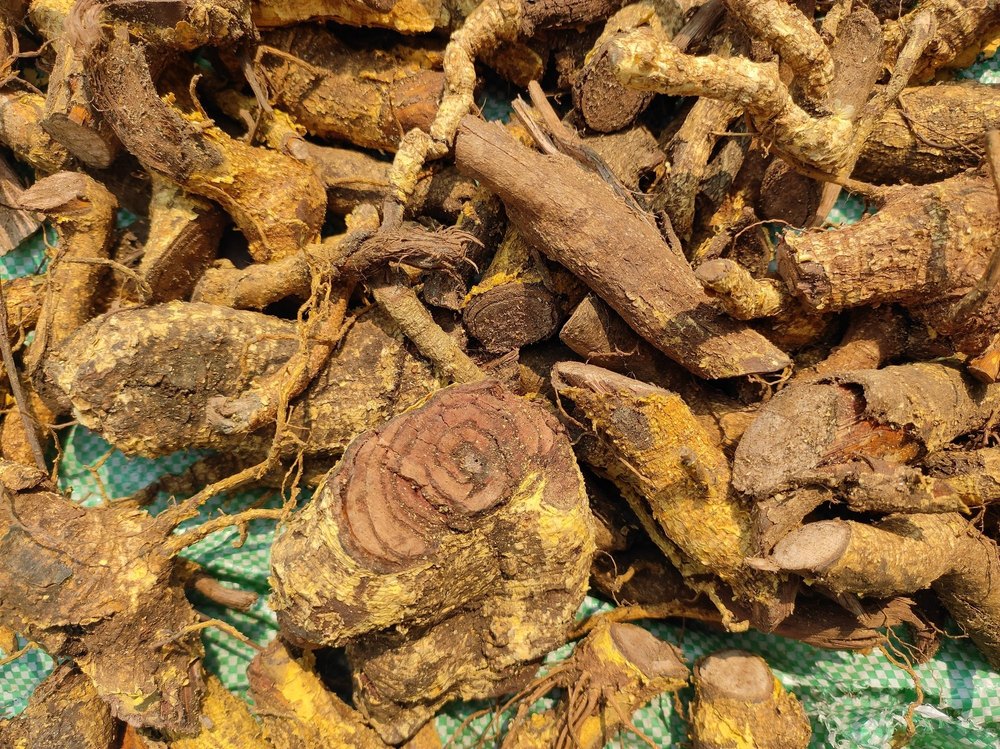 Saptarangi Salacia
