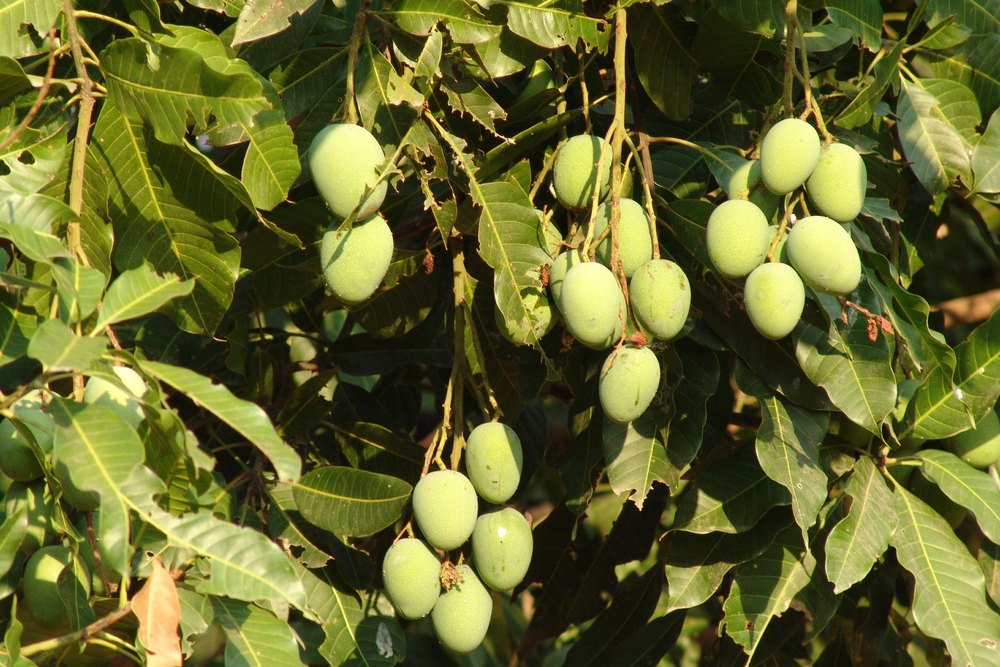 Irvingia Gabonensis Extract (African Mango), Packaging Type: Hdpe Bag, Packaging Size: 25 Kg