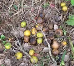 Navchetana Kendra Irvingia Gabonensis Extract, Packaging Type: Pouch