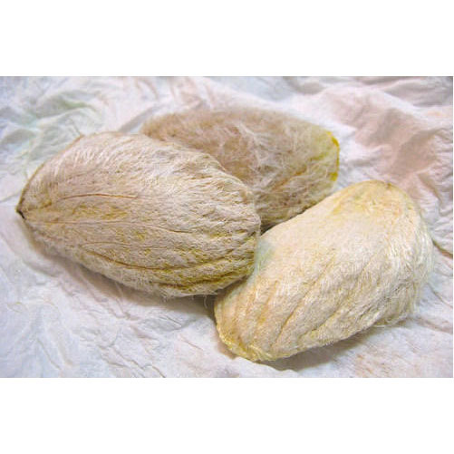 Mango Seed, Packaging Type: PP Bag