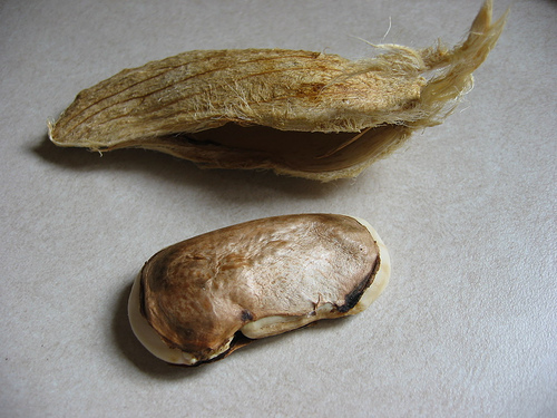 Mango Seed, Packaging Type: Bag, Packaging Size: 50 Kg