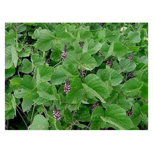 Kudzu Root Extract, Packaging Type: Hdpe Drum, Packaging Size: 10 To 25 Kg