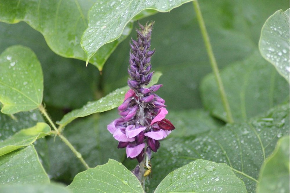 Kudzu Extract Powder, Packaging Type: Drum Drum, Packaging Size: 50 Hz
