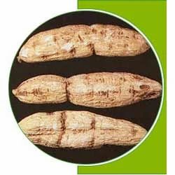 Trichosanthes Root Extract