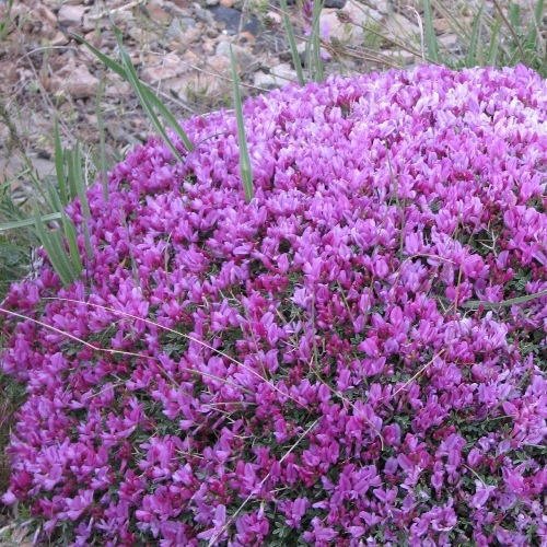 Navchetana Kendra Astragalus Root Extract, Packaging Type: Pouch
