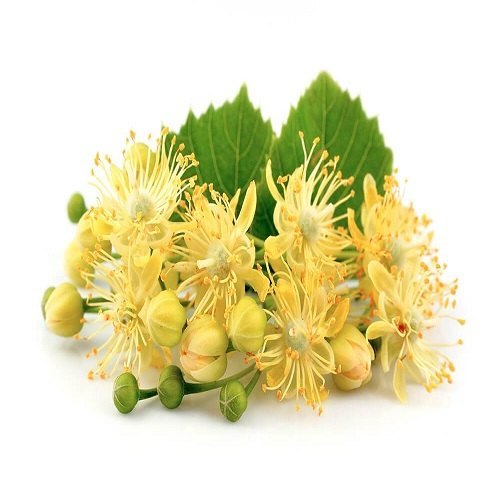 Linden Flower Extract, Packaging Size: 1kg