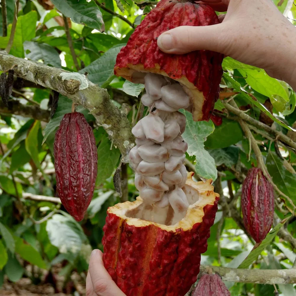 Cocoa Husk Extract, Packaging Type: Poly bag, Packaging Size: 1 Kg