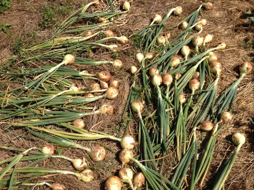 Onion Extract Powder