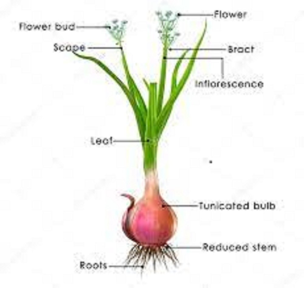 Onion Extract Powder