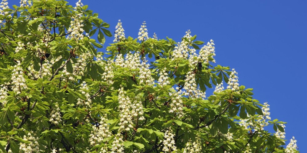 Horse Chestnut Extract, Packaging Size: 5 Kg