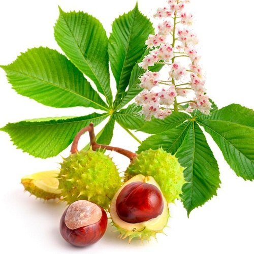 Horse Chestnut Extract, Packaging Size: 1kg