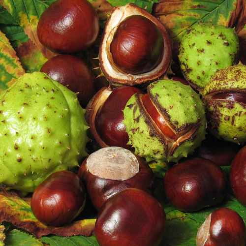 Navchetana Kendra Horse Chestnut Extract, Packaging Type: Pouch