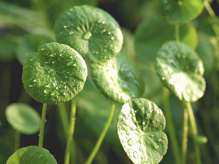 Gotu Kola Extract, Packaging Type: HDPE Drum, Packaging Size: 25 Kg