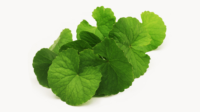 Gotu Kola Extract, Packaging Size: 25 kg/Drum
