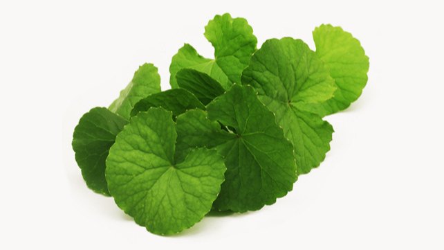 Free Flowing Powder Form Centella Asiatica Gotu Kola Extract