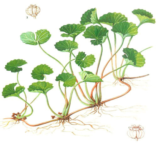 Centella Asiatica Extract, Packaging Type: Hdpe Drum, 10 To 25 Kg