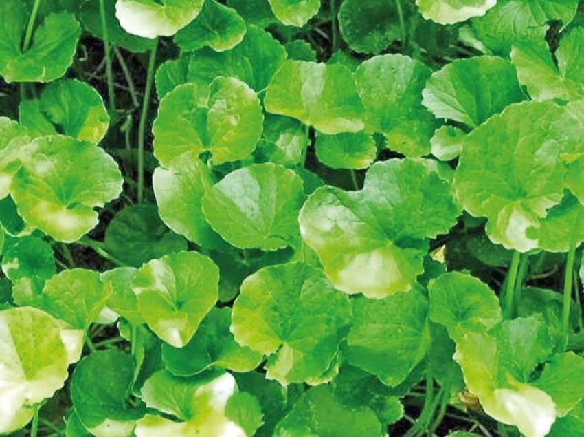 Gotu Kola Extract, Packaging Type: Bottle, Packaging Size: 100 G