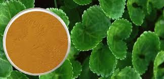 Centella Asiatica / Mandukaparni Extract, Packaging Type: HDPE DRUM, Packaging Size: 25 KG