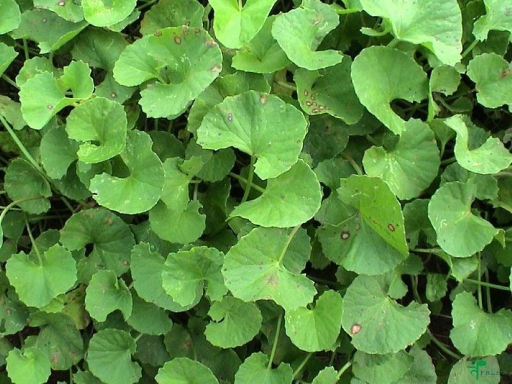 Green Centella Asiatica Extract Powder, Packaging Type: HDPE Drum, Packaging Size: 25 Kg