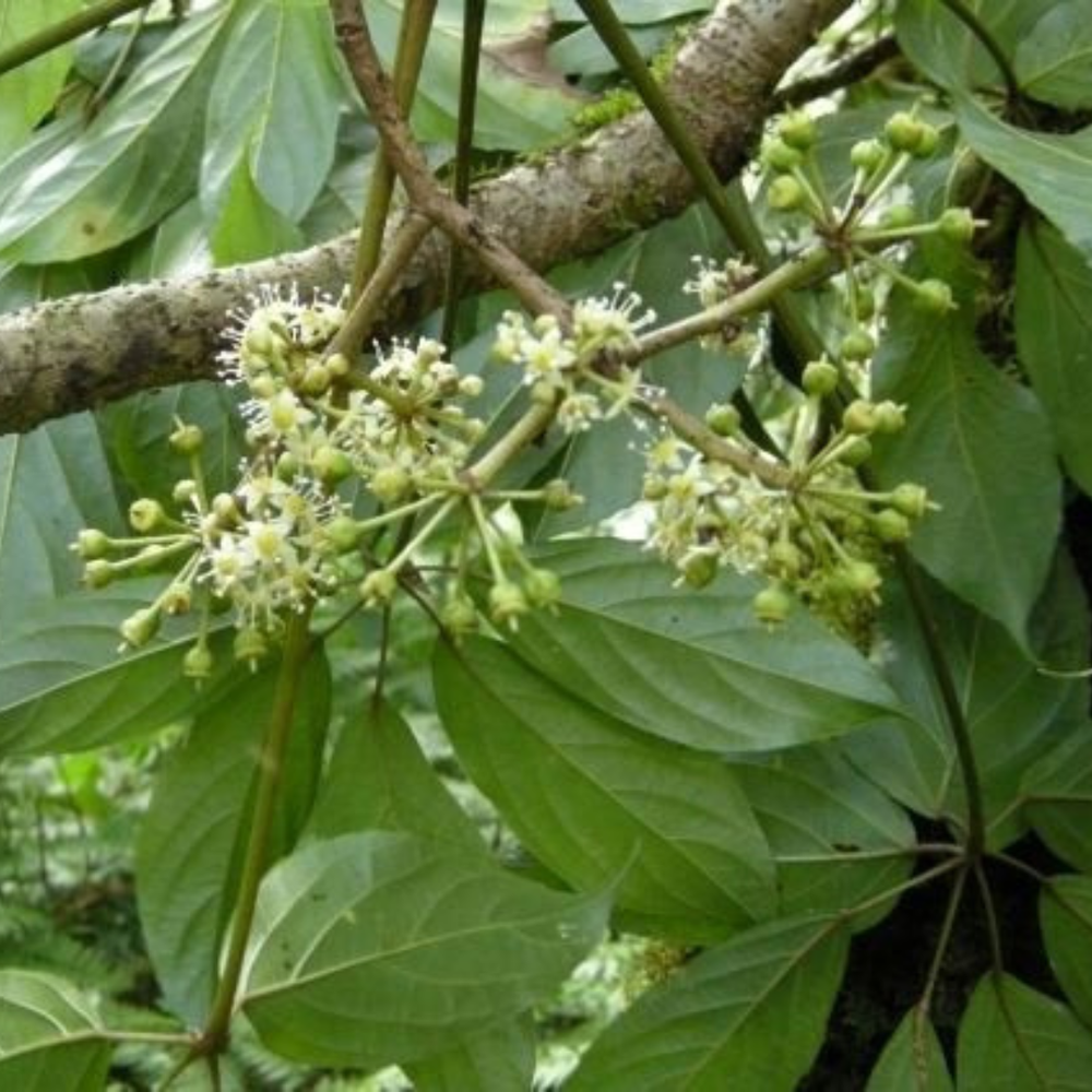 Fadogia Agrestis Extract, Packaging Type: Packet, Packaging Size: 25Kg
