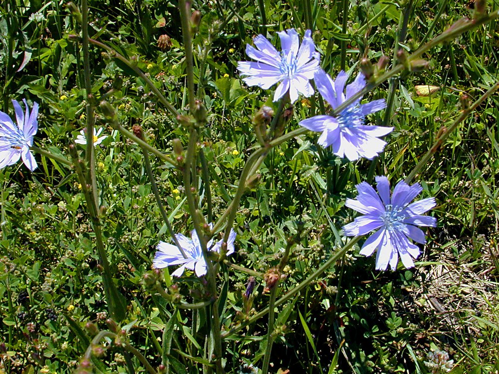 Kasni (Chicory) Herbal Extract