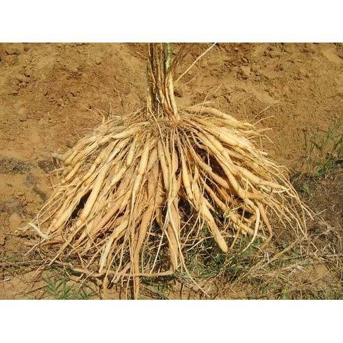 Asparagus Racemosus Root (Shatavari) Extract, Packaging Size: 25 Kg