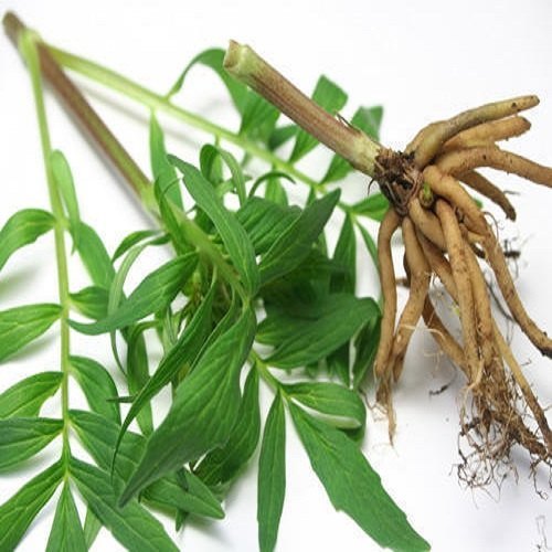 Valerian Root Extracts