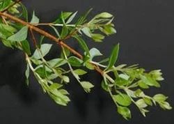 Powder Brown Lawsonia Alba Extract ( Mehandi ), Packaging Type: Hdpe, Packaging Size: 20 Kg