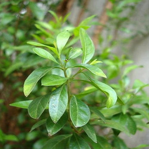Henna Leaf Dry Extract, Packaging Type: Packet
