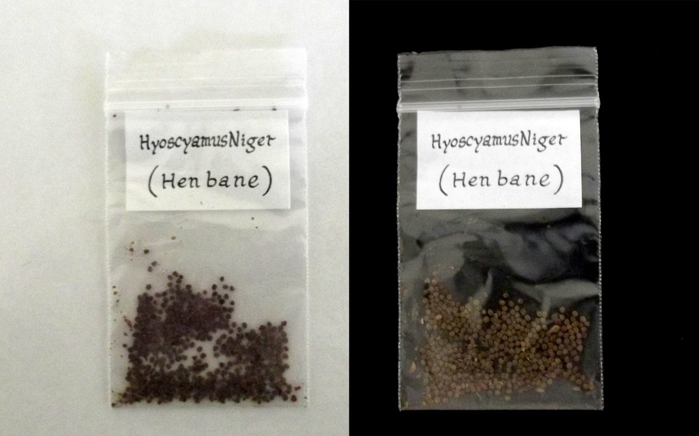 Khurasani Ajwain Black (Hyoscyamus Niger)