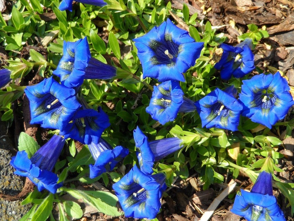 Gentian Extract Powder, Packaging Type: HDPE Drum, Packaging Size: 25 Kg