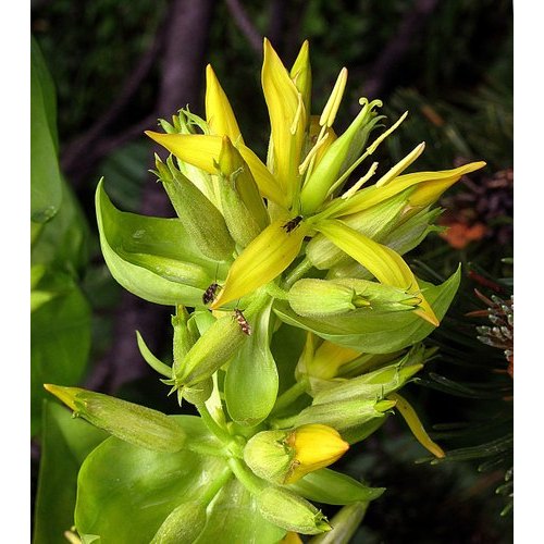 Gentian Extract
