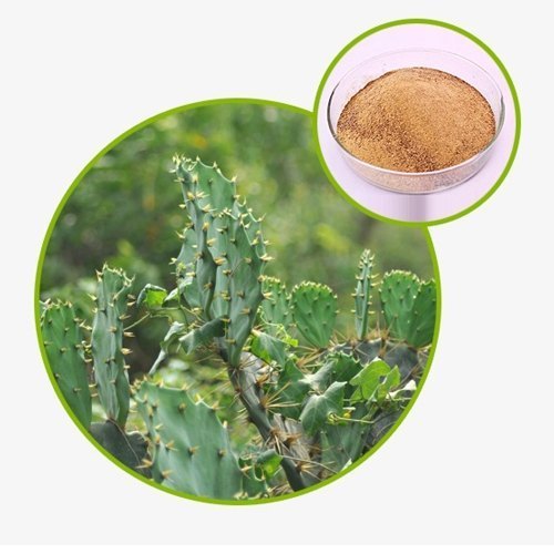 Gentian Root Extract, Packaging Size: 1kg