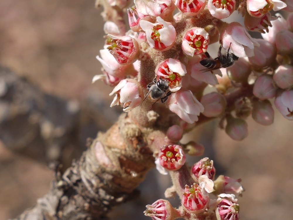 99% Boswellia Serrata Extract, Packaging Type: HDPE Drum, Packaging Size: 25 Kg
