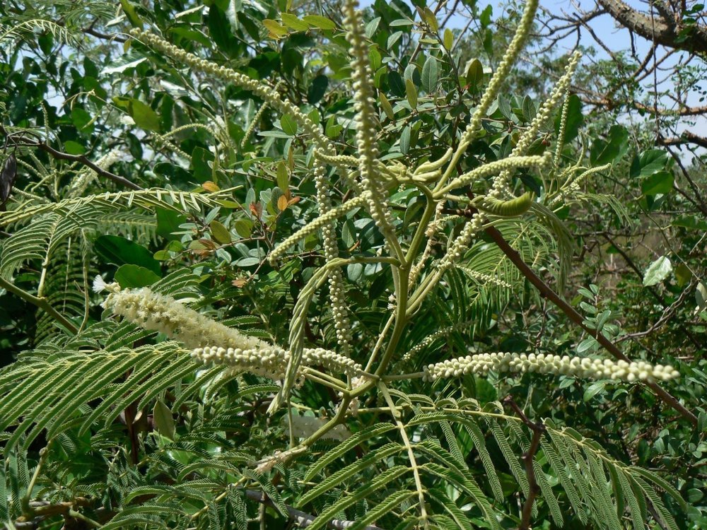 Powder Acacia Catechu Khadir Chhal Extract, Packaging Type: Bag, Packaging Size: 25 Kg