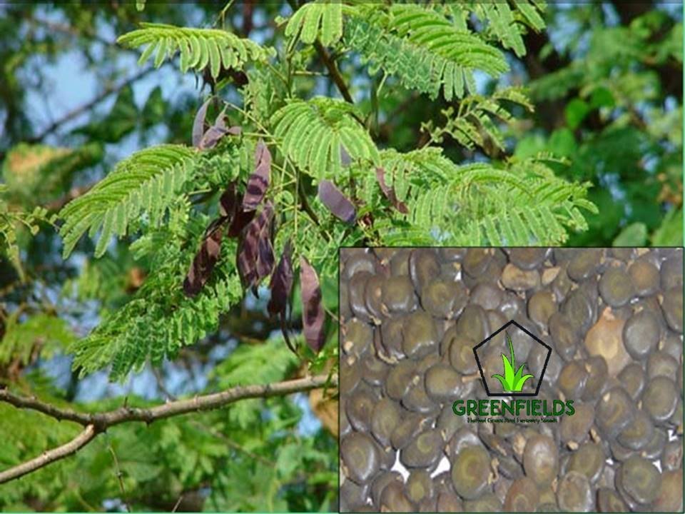 Khair Seed (Acacia Catechu), Packaging Size: 5 kg