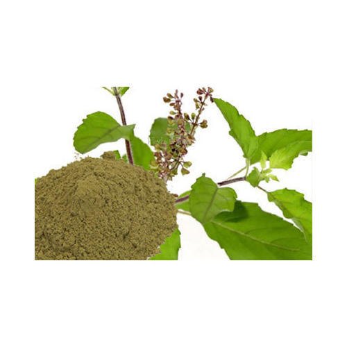 Tulsi / Holy Basil / Ocimum Sanctum Extract, 25 Kg, Packaging Type: Bag