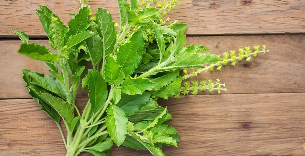 Ocimum Sanctum Extract, Leaves