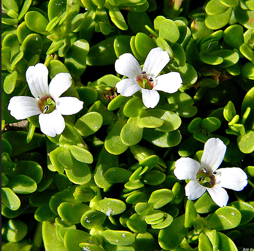 Bacopa Extract 20% Bacosides, Packaging Size: 25 kg Drum