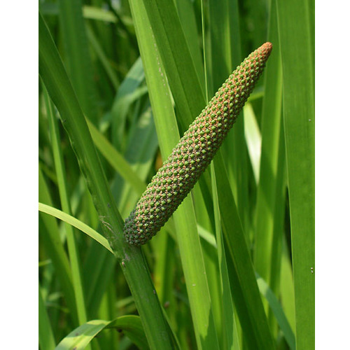 Acorus Calamus Vacha, Packaging Type: Hdpe Bags, Packaging Size: 50 Kg