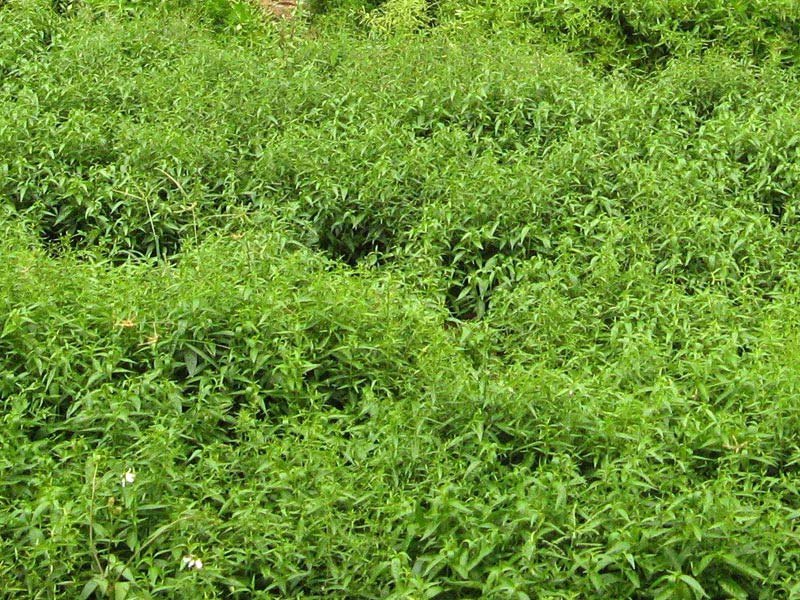 Kalmegh Andrographis Paniculata Dry Extract, Packaging Type: HDPE carboy, Packaging Size: 35 Kg