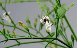 Bhagvati Herbal Andrographis Paniculata Extract (KALMAGH), Packaging Type: HDPE, Packaging Size: 25 Kg
