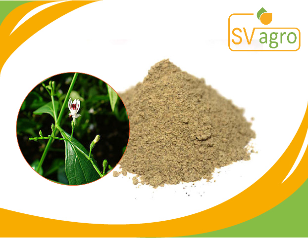 Andrographis Extract
