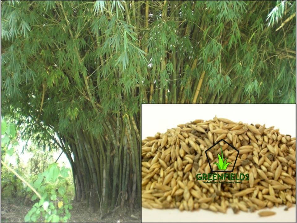 Katanga Bamboo Seed (Bambusa arundinacea), Pack Size: 5 Kg, For Plantation