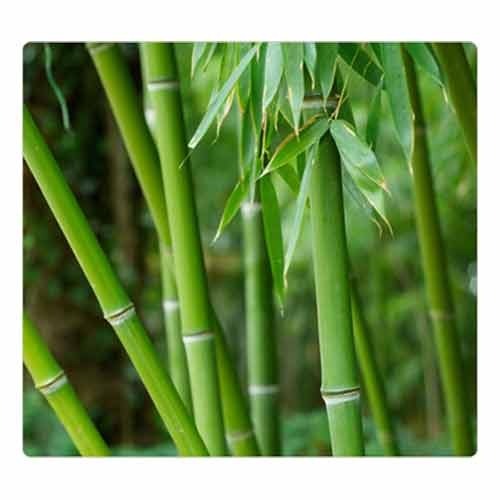 Green Heaven Bamboo Extract, Packaging Type: Polybag, Pack Size: 5 Kg