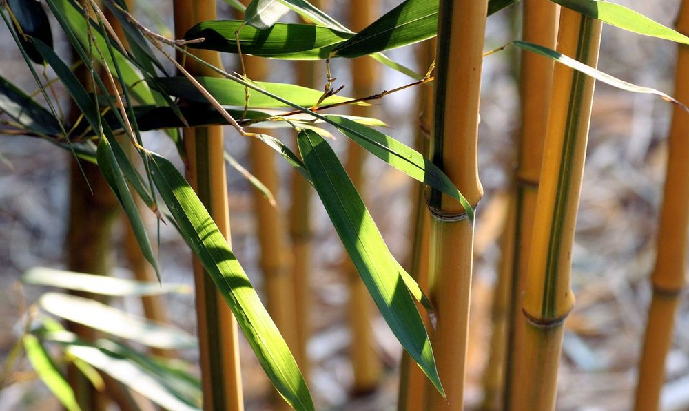 Bamboo Extract